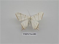 藏品(尺蛾334)的圖片